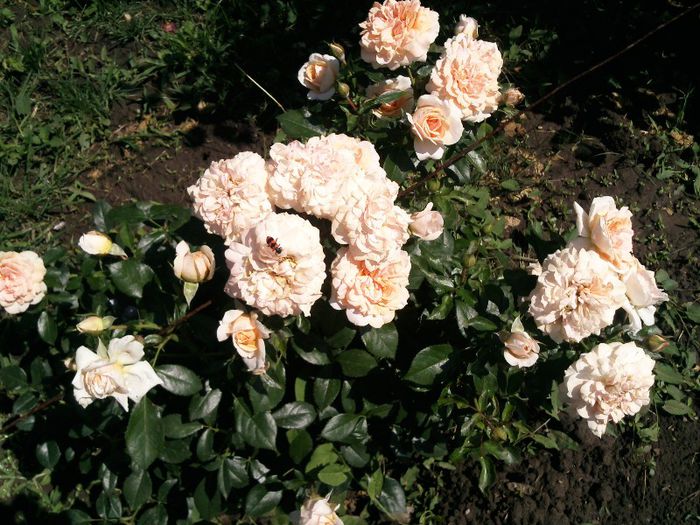 Photo1697 - Garden of roses