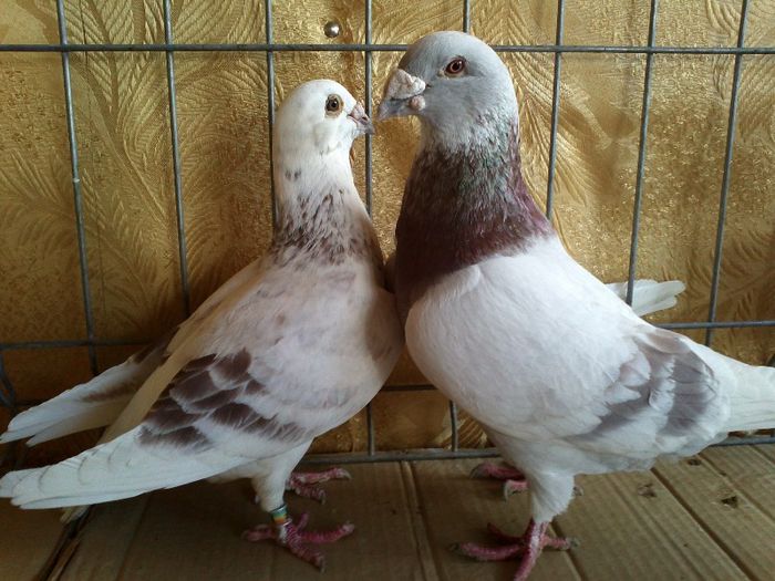 IMG244 - CUPLURI PT 2013