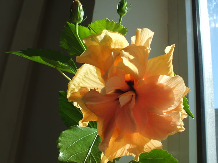 DSCF2048 - Hibiscus 2013