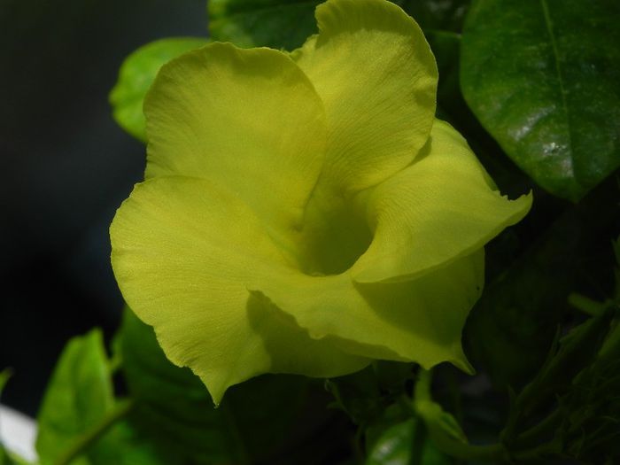  - Dipladenia-Mandevilla