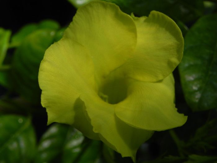  - Dipladenia-Mandevilla