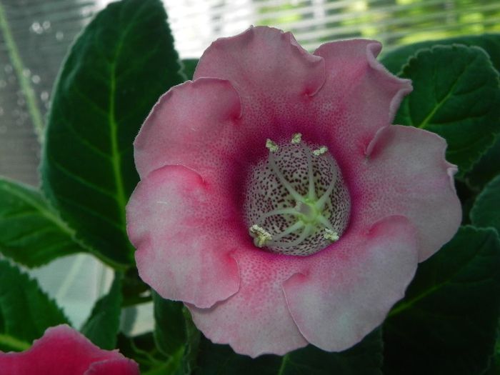  - gloxinia din seminte