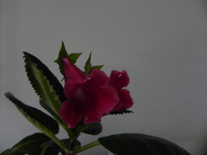  - MG s sinningia hybrids
