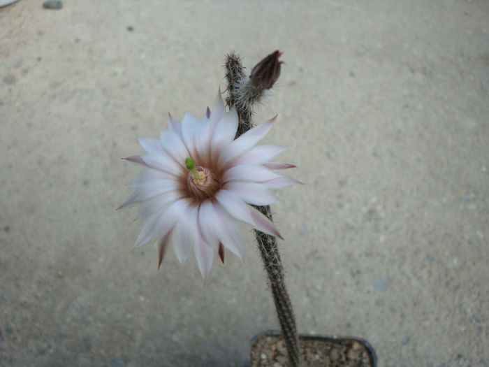 Wilcoxia albiflora     Backeb.1952; Origine: Mexic (Los Mochis NV de Sinoloa la S. SW Guaymas Sonora)
