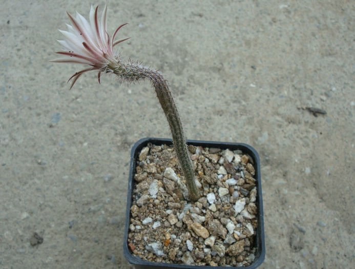 Wilcoxia albiflora   Backeb.1952; Origine: Mexic (Los Mochis NV de Sinoloa la S. SW Guaymas Sonora)
