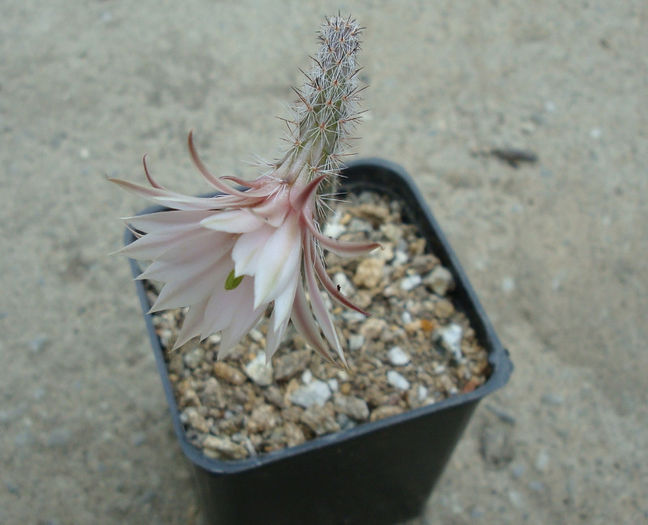 Wilcoxia albiflora  Backeb.1952; Origine: Mexic (Los Mochis NV de Sinoloa la S. SW Guaymas Sonora)

