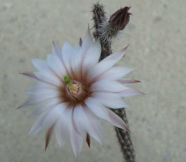 Wilcoxia albiflora Backeb.1952; Origine: Mexic (Los Mochis NV de Sinoloa la S. SW Guaymas Sonora)
