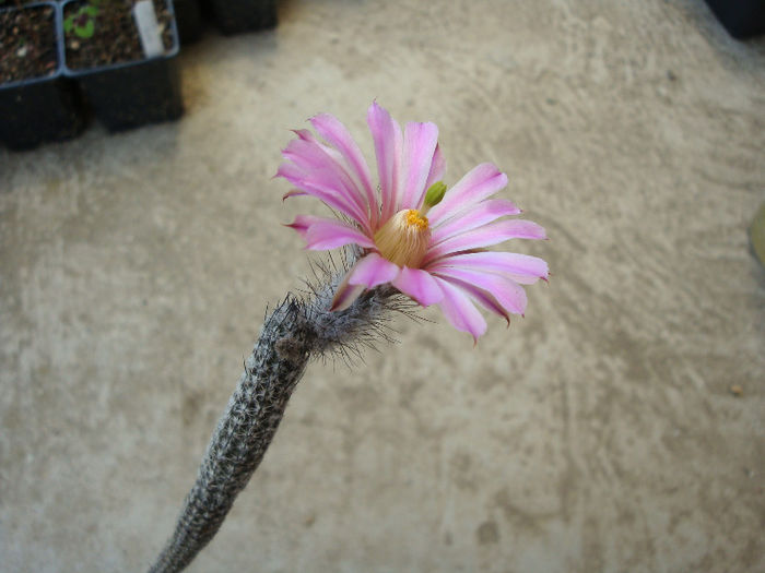 Wilcoxia tamaulipensis Werderm.1938; Origine: Mexic ( Tamaulipas )
