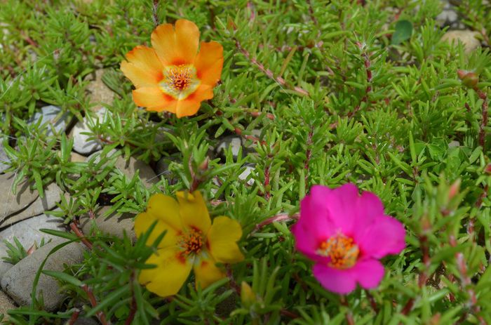 DSC_1357 - 1 COVORUL DIN PORTULACA 2013