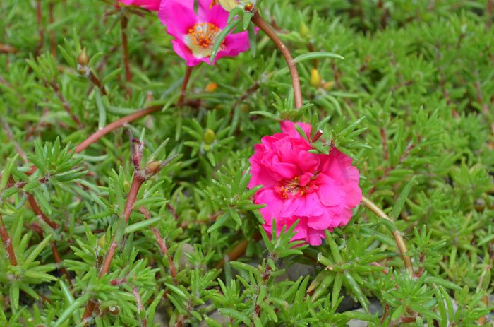 DSC_1358 - 1 COVORUL DIN PORTULACA 2013