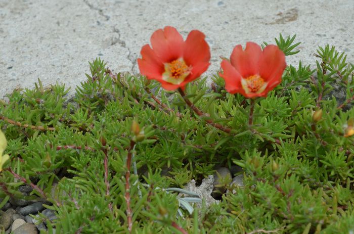 DSC_1359 - 1 COVORUL DIN PORTULACA 2013