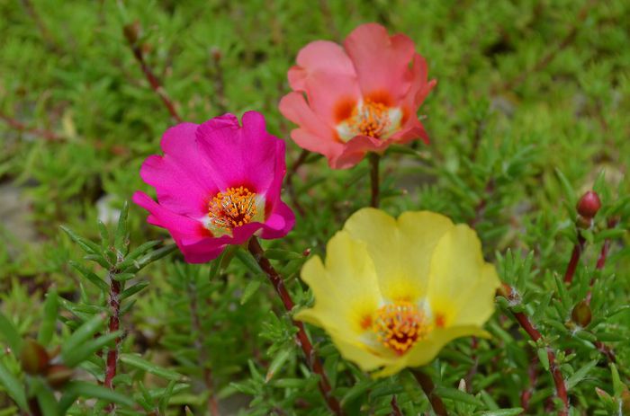 DSC_1360 - 1 COVORUL DIN PORTULACA 2013