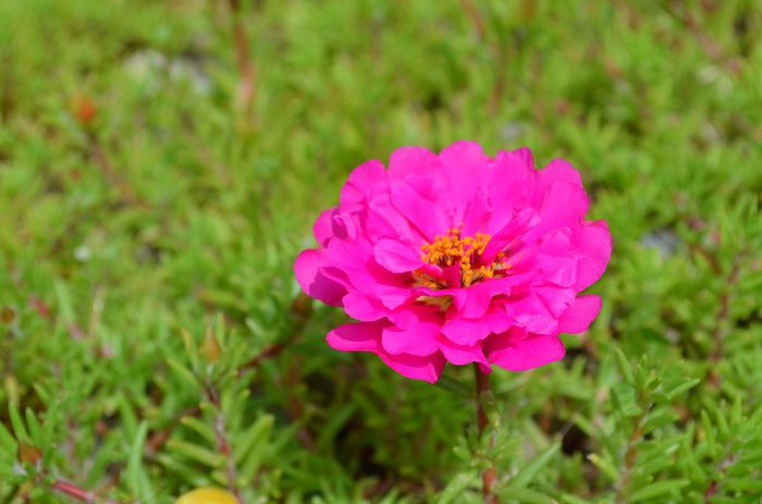 DSC_1361 - 1 COVORUL DIN PORTULACA 2013