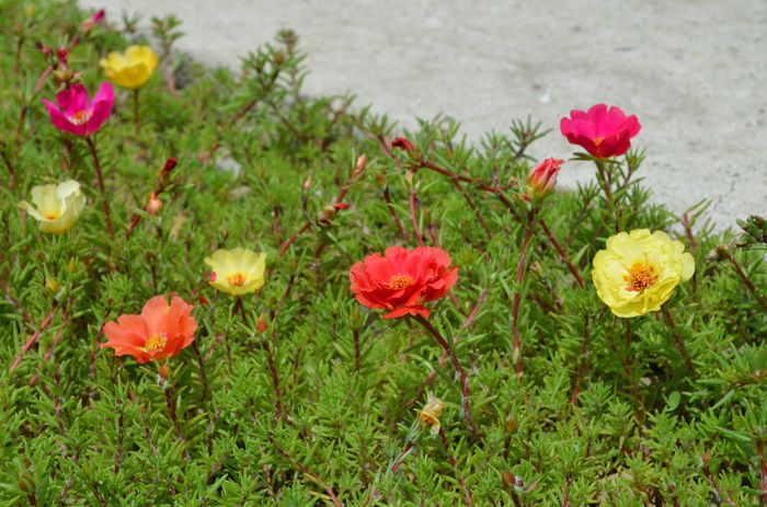 DSC_1362 - 1 COVORUL DIN PORTULACA 2013