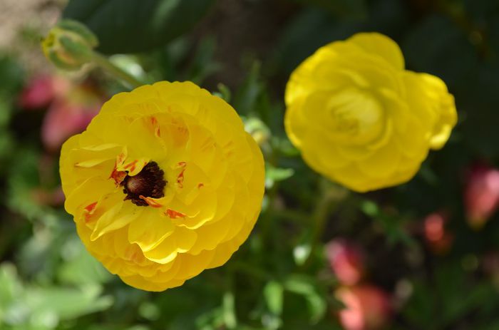 DSC_1368 - 1RANUNCULUS