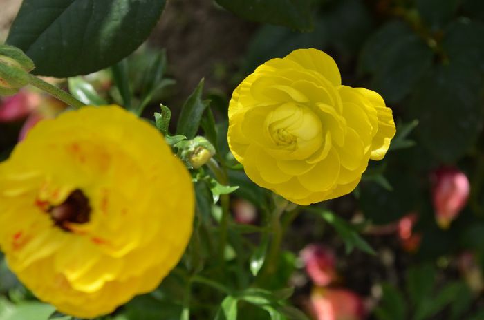 DSC_1369 - 1RANUNCULUS