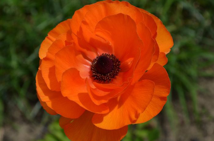 DSC_1370 - 1RANUNCULUS