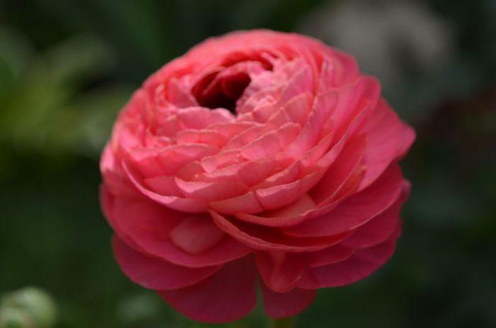 DSC_1372 - 1RANUNCULUS