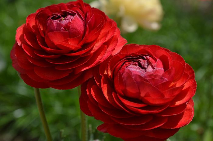 DSC_1373 - 1RANUNCULUS