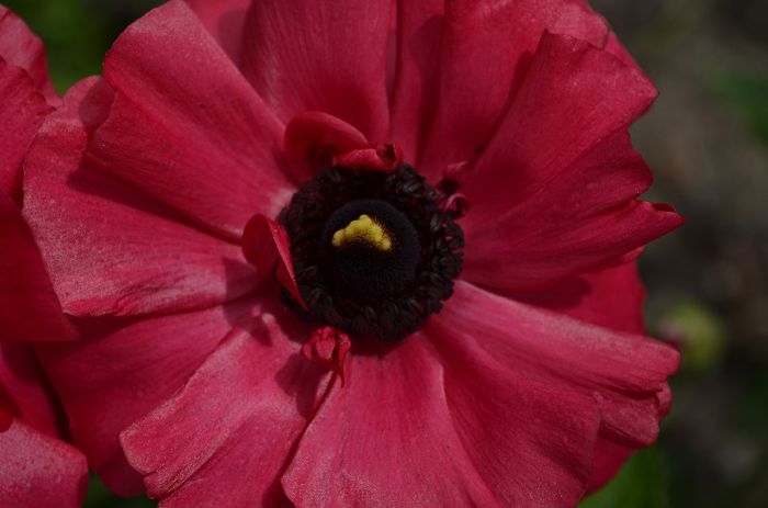 DSC_1374 - 1RANUNCULUS