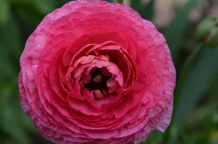 DSC_1378 - 1RANUNCULUS