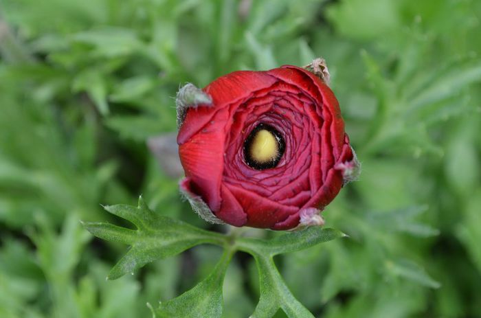 DSC_1380 - 1RANUNCULUS