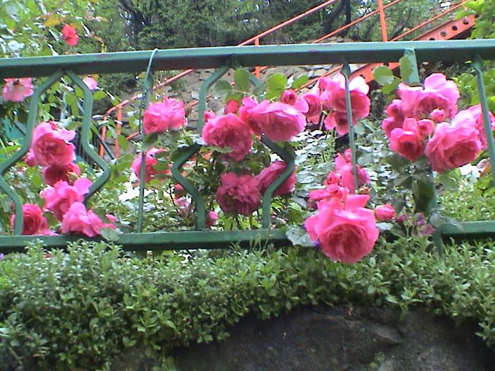 Tower Bridge (2) - Rosarium Uetersen