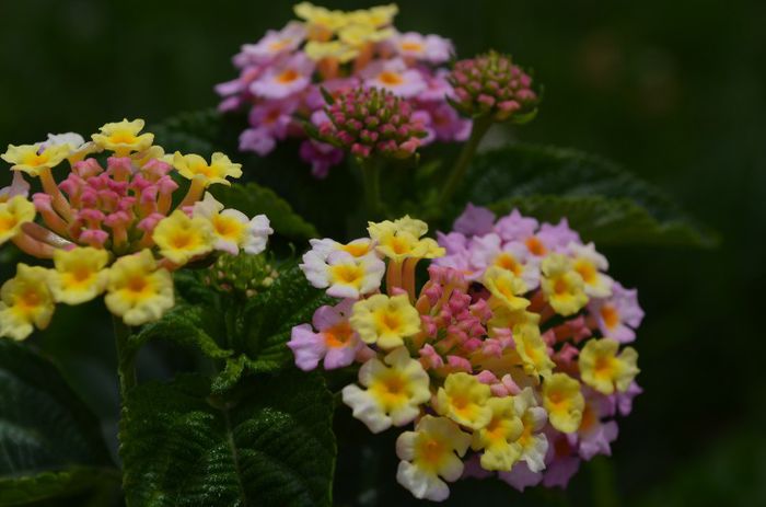 DSC_1371 - 1Lantana 2013