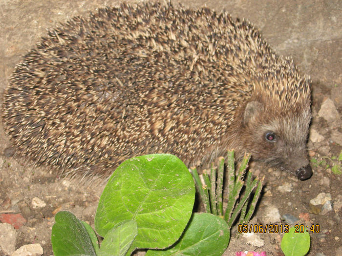 INTEPAT Si PROTOCOLAR..... - 7 GIZE INSECTE BROTACEI