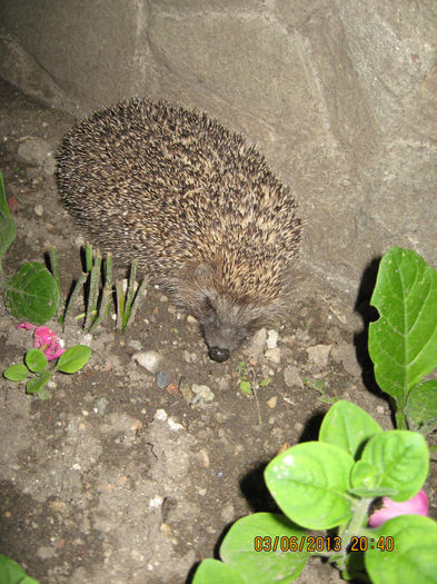 si-a facut din nou prezenta....... - 7 GIZE INSECTE BROTACEI