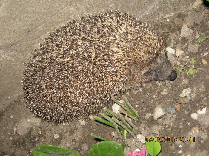 paznicul de NADEJDE....... - 7 GIZE INSECTE BROTACEI