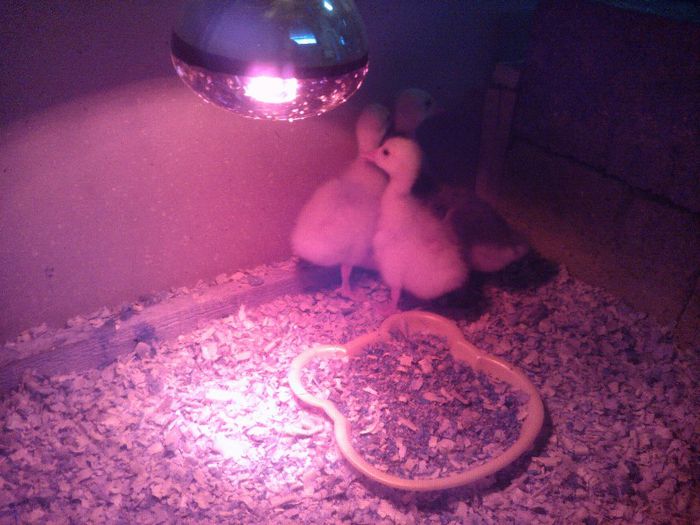 PhotoChooser-f18bb70b-0cd0-43e6-834d-c1232801cfde