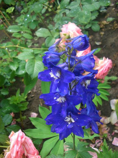 Delphinium x cultorum "Magic Fountain Mid-Blue-white"