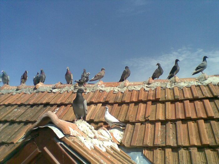 28052013(010) - Voiajori