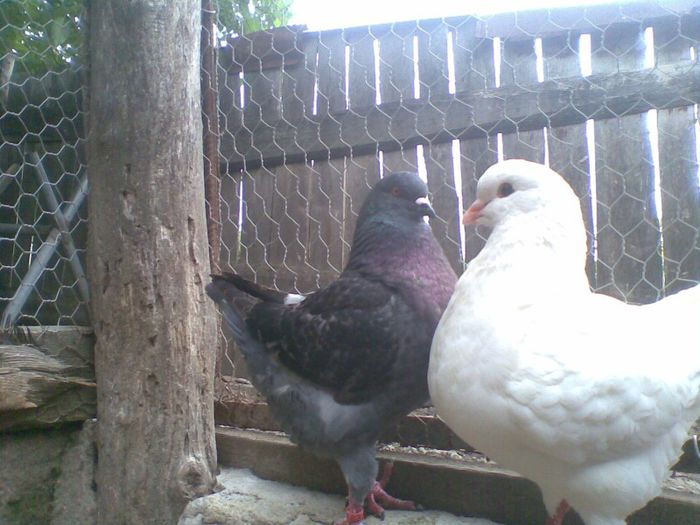 03062013(009) - Kingi