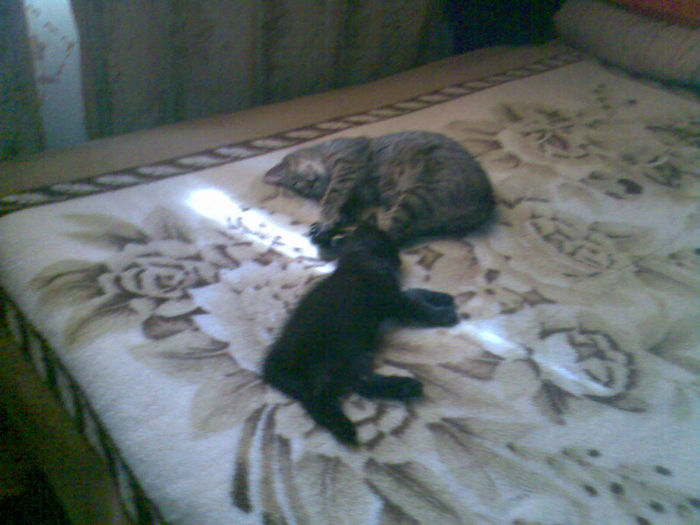 ♥ Amandoi ♥ - Pisica si motanul meu Mica si Negrutu