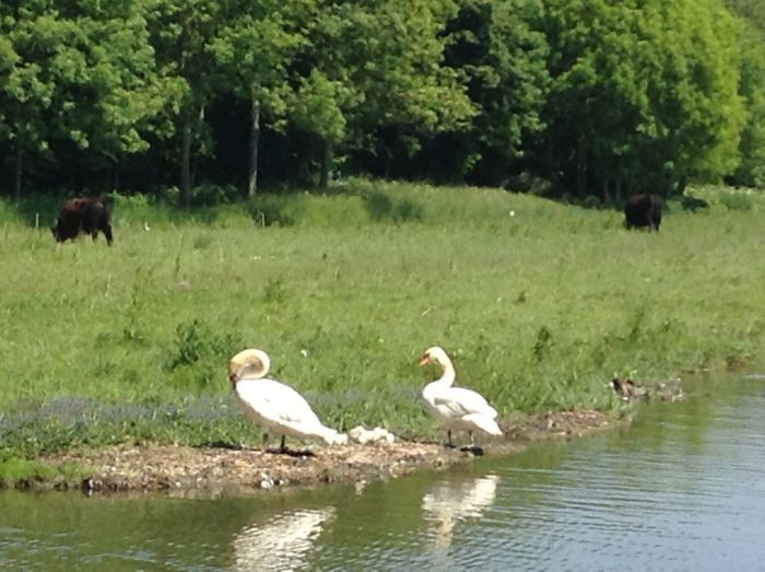 image - In livada cu meri