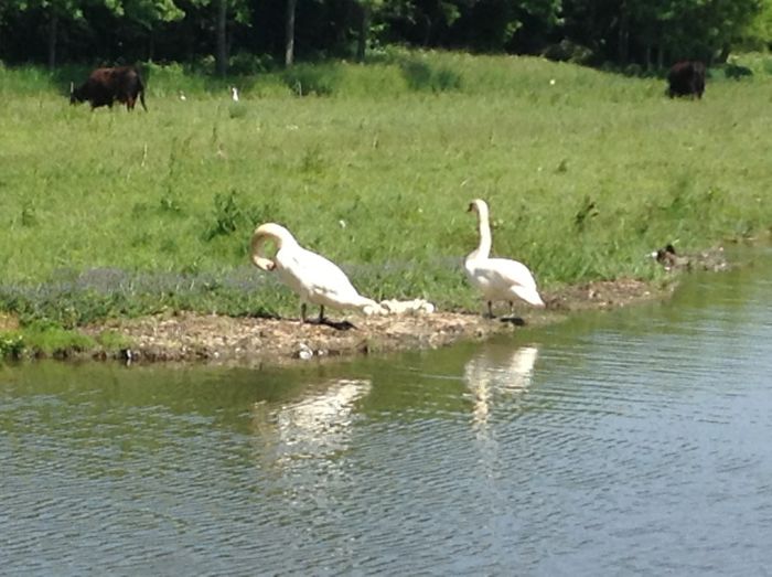 image - In livada cu meri