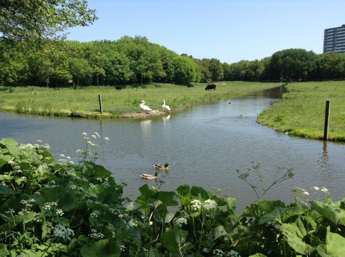 image - In livada cu meri
