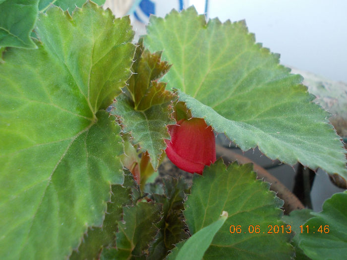 begonia roz - iunie 2013-flori