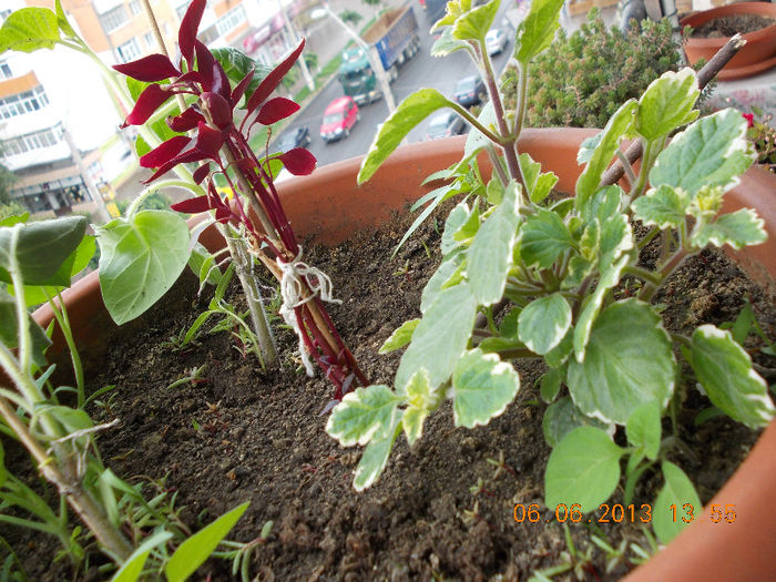 plectranthus forsteri