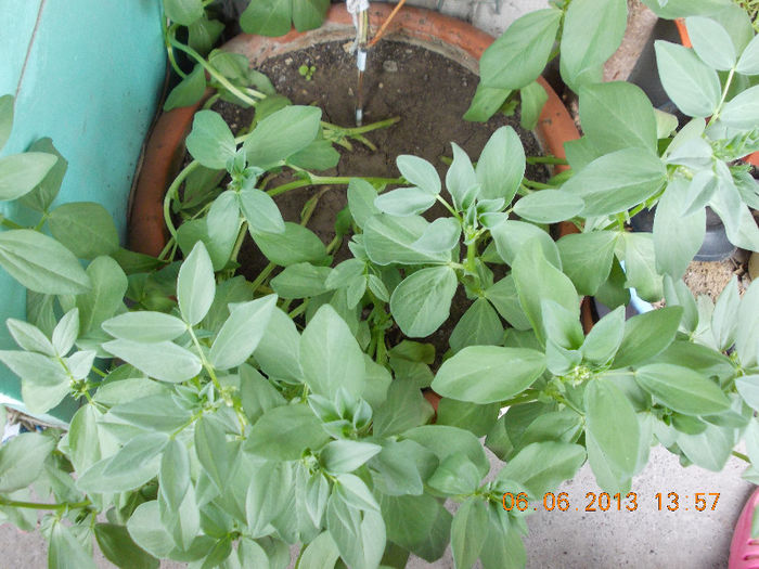 bob(planta comestibila) - iunie 2013-flori