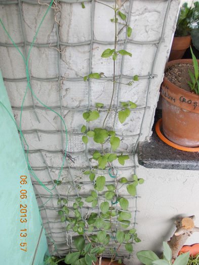 clematis jackmanii