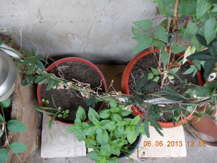 7 iunie 2013-flori 130