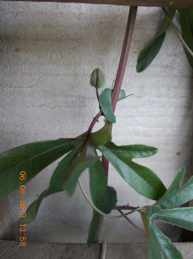 passiflora coerulea