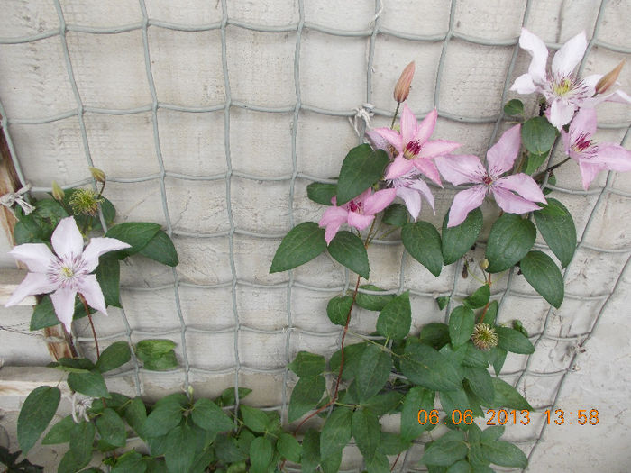 clematis dr.ruppel - iunie 2013-flori