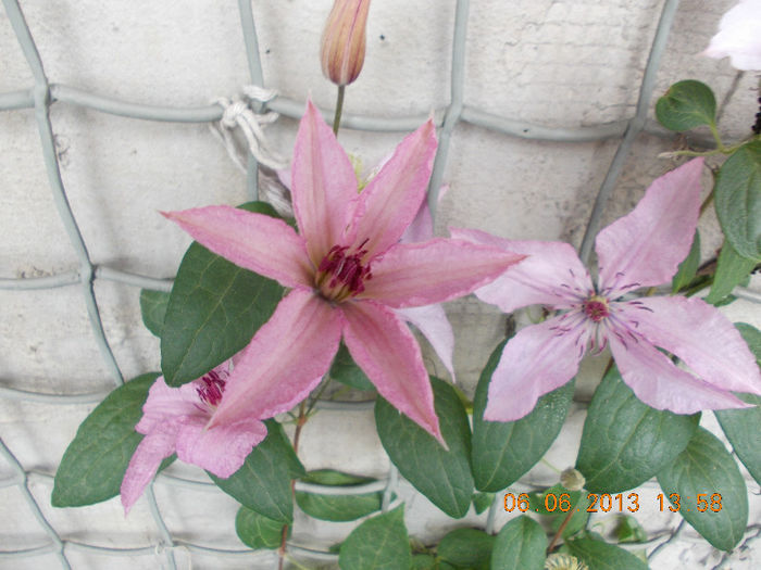 clematis dr.ruppel