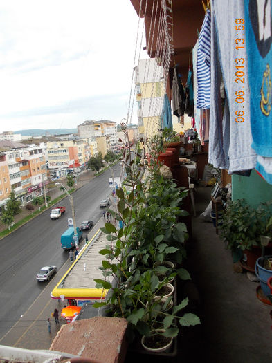 7 iunie 2013-flori 142