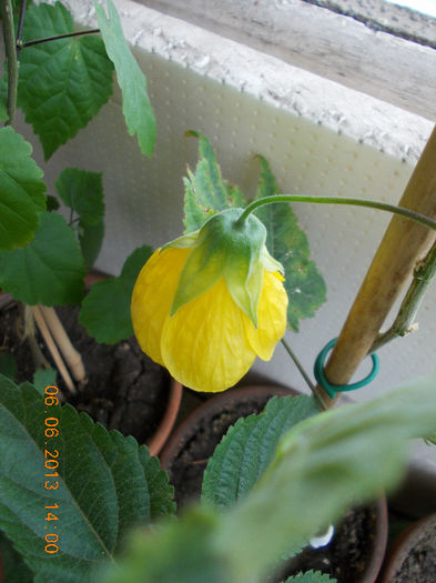 abutilon galben