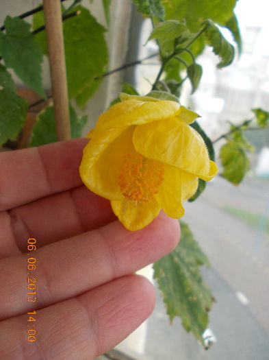 7 iunie 2013-flori 157